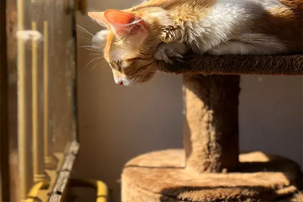 Scratching Post in Outdoor Cat Enclosure