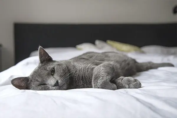 Cat sleeping in owners bed