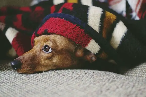 Can dogs sleep in sweaters