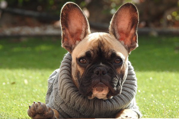 French Bulldog In Sweater