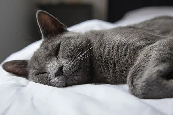 best cat bed with cat sleeping