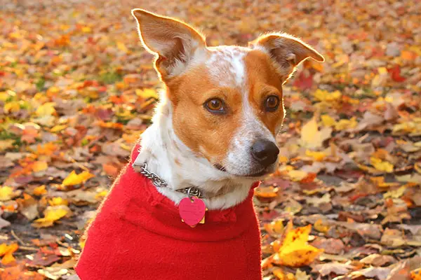 doggie in a sweater