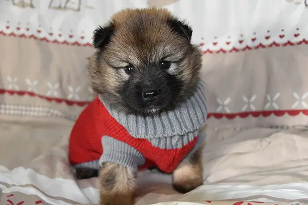 small dog sweater