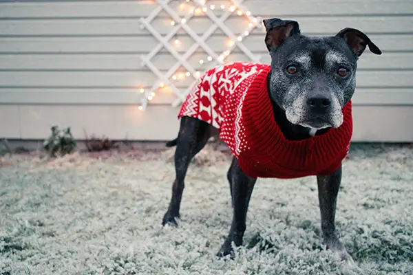 pup wearing a dog sweater