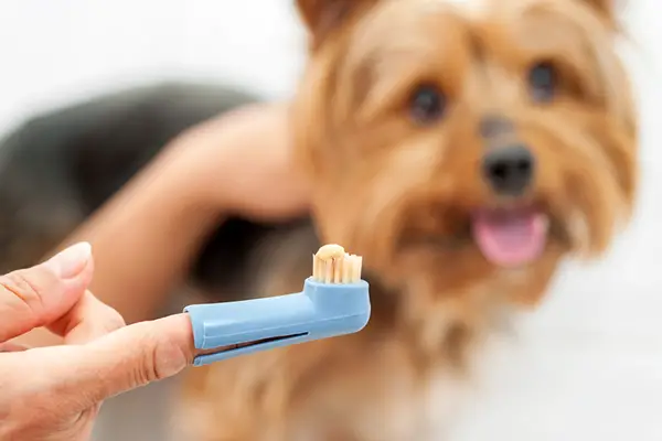 dental cleanings to remove plaque dental cleanings to remove plaque