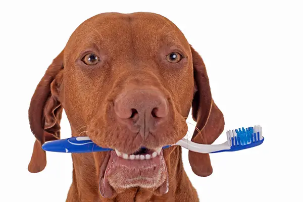 dental cleanings dental cleanings