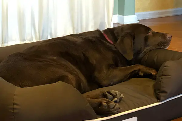 memory foam dog's bed memory foam dog's bed