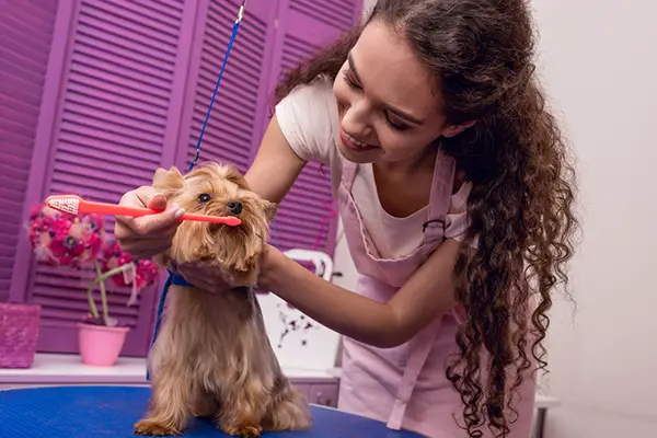 pet brushing daily