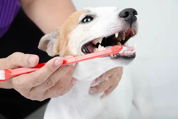 pet toothpaste