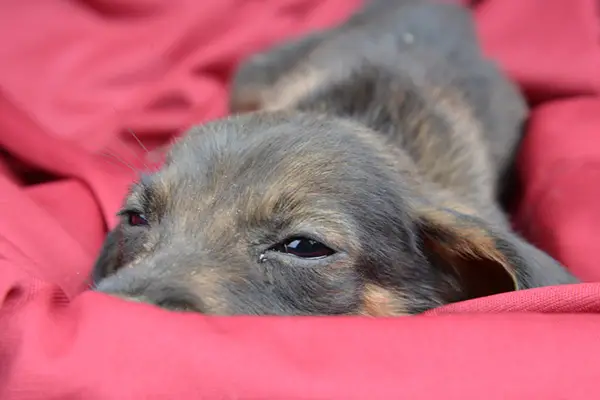 pup's bed pup's bed