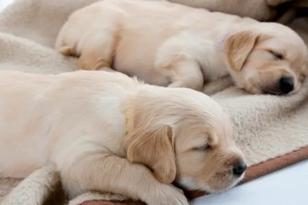 sleeping dog with blanket