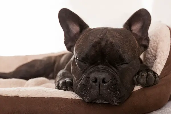 sleeping dog sleeping dog