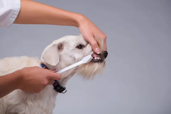 teeth brushing tips