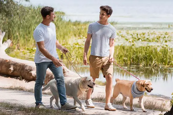 walking many dogs walking many dogs