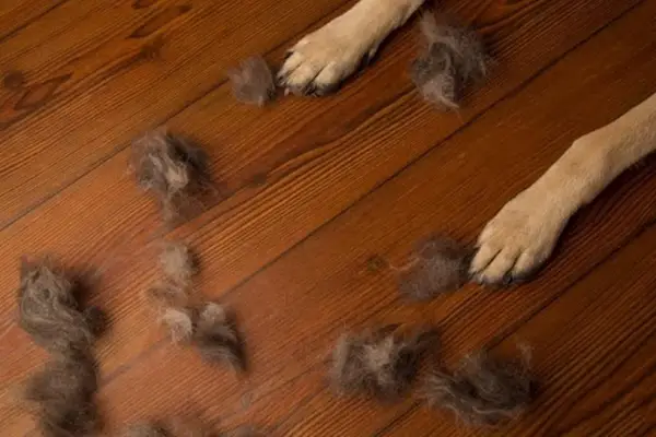 Best Broom for Dog Hair