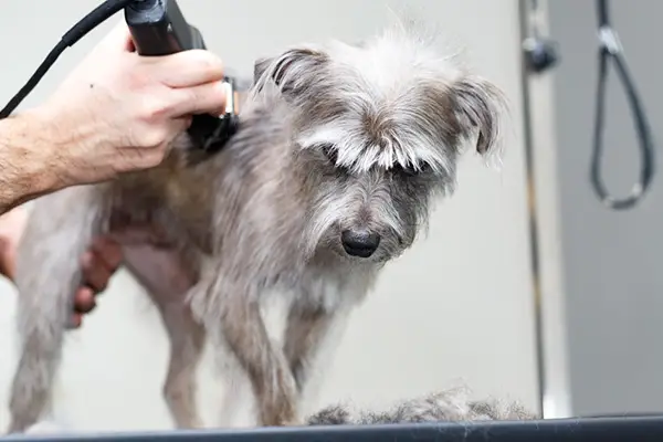 Best Dog Clippers for Matted Hair