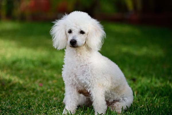 Best Dog Clippers for Poodles