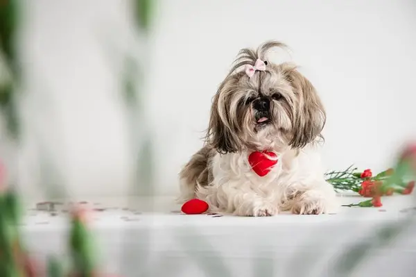 Best Dog Clippers for Shih Tzu