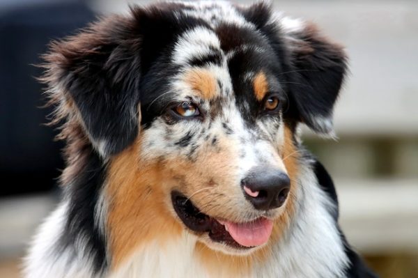Best Dog Food for Australian Shepherd, Comprehensive Review Of 5 Products