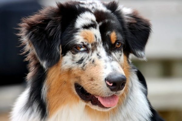 Best Dog Food for Australian Shepherd