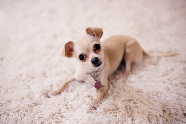 Best Dog Food for Chihuahuas