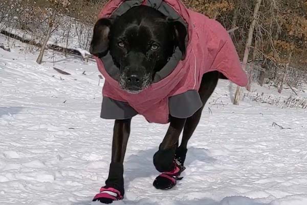 are dog boots really necessary during winter