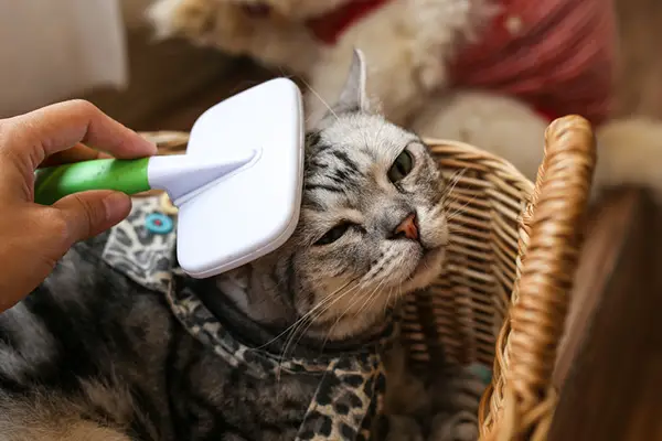 brushing cat's skin