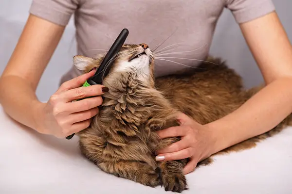 brushing your cat