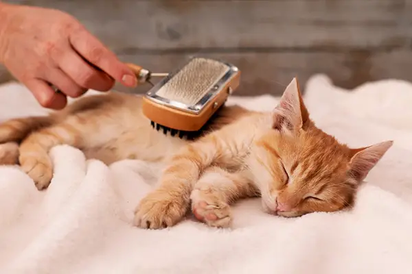 cat brushing