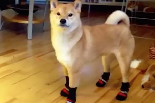 dog wearing protective dog booties