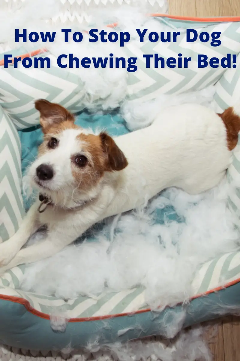 how to prevent dog from chewing bed PIN