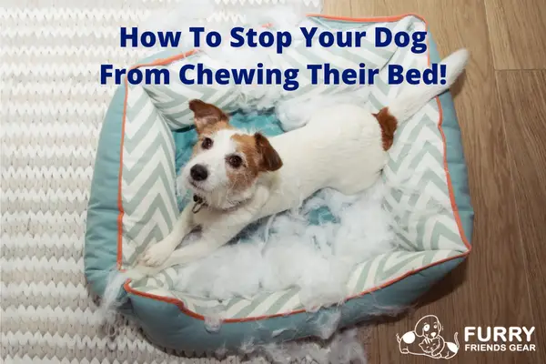 how to prevent dog from chewing bed