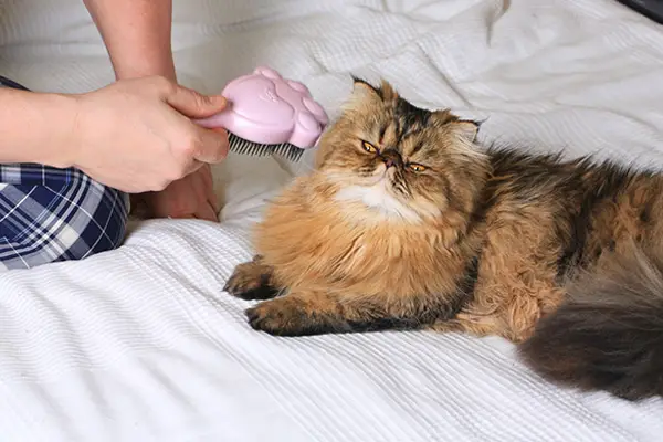 long hairs on a cat