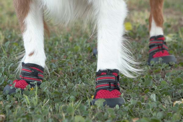 putting boots on a dog