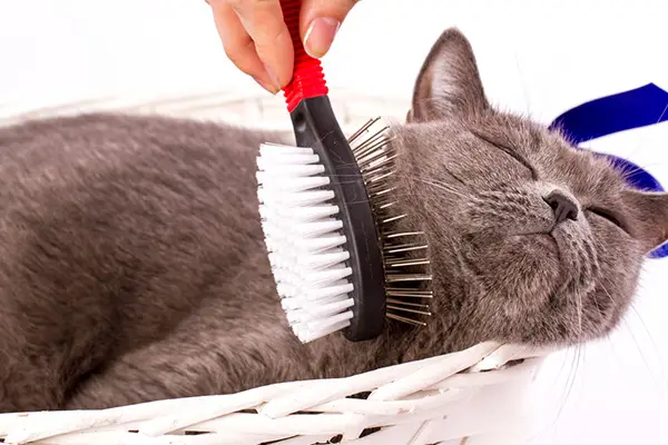 regularly brushing