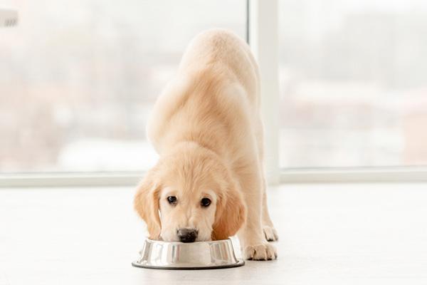 Best Dog Food For Golden Retrievers