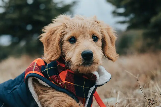 Best Dog Food for Goldendoodles