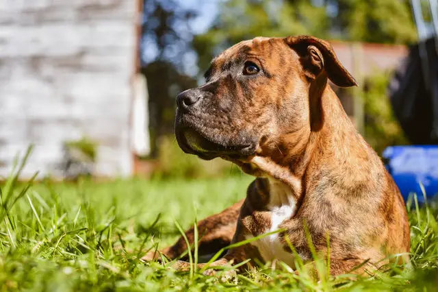 Best Dog Food for Pitbulls