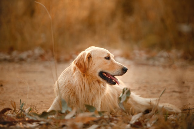 Best Dog Food For Golden Retrievers