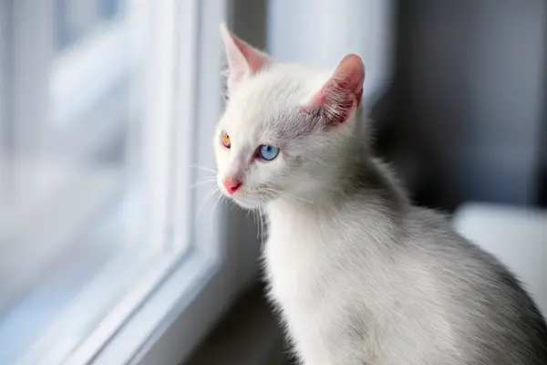 Benefits of a cat window perch Benefits of a cat window perch