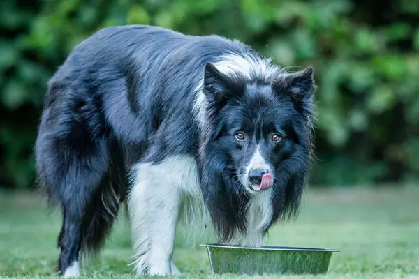 Best Dog Food For Border Collies