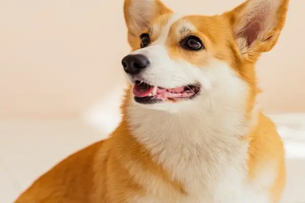 Best Dog Food For Corgis