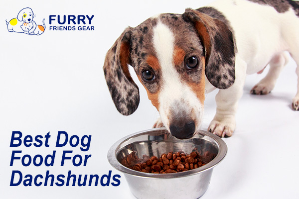 Best Dog Food for Dachshunds, 5 Product Comprehensive Reviews