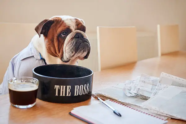 Best Dog Food For English Bulldogs