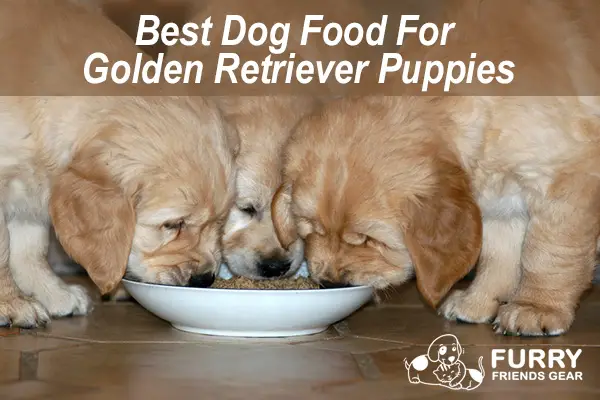 Best Dog Food For Golden Retriever Puppy, A Comprehensive Review Of 4 Products