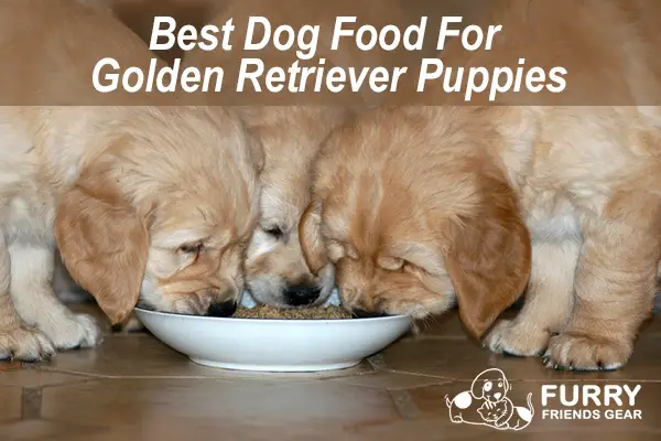 Best Dog Food For Golden Retriever Puppy