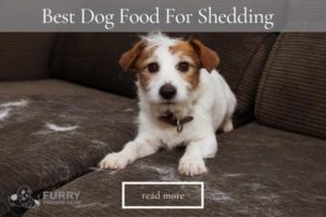 Best Dog Food For Shedding