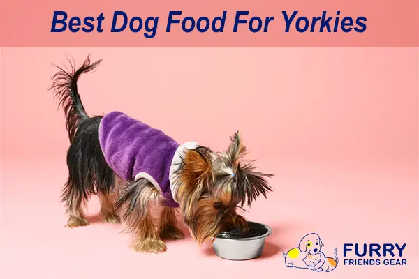 Best Dog Food For Yorkies