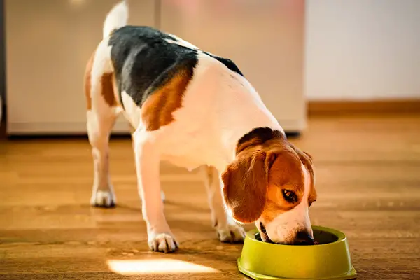 Best Dog Food for Beagles