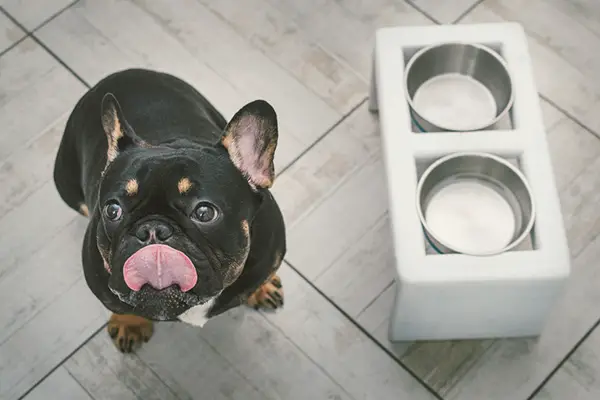 Best Dog Food for French Bulldogs